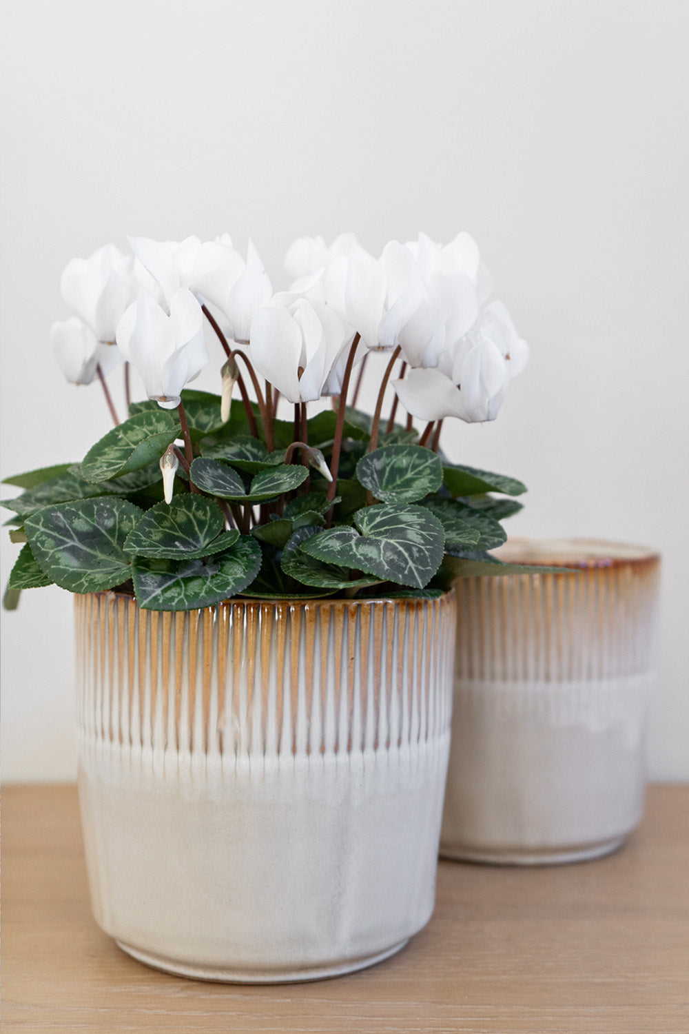 Hillesley Ivory Ceramic Plant Pot